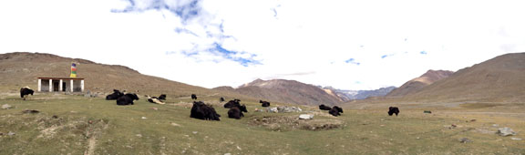 Kunzum la with herd of yaks, altitude of about 15,000 feet